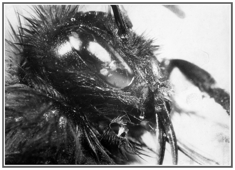 Bagues allonges La-mouche